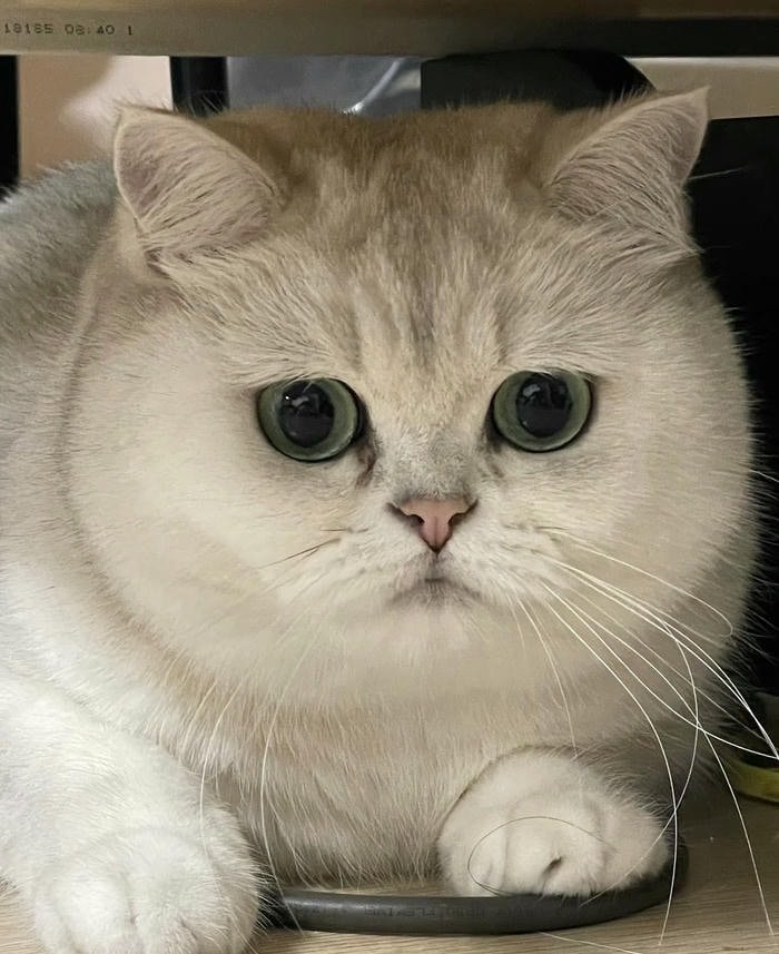 Ảnh avatar mèo mặt tròn dễ mến