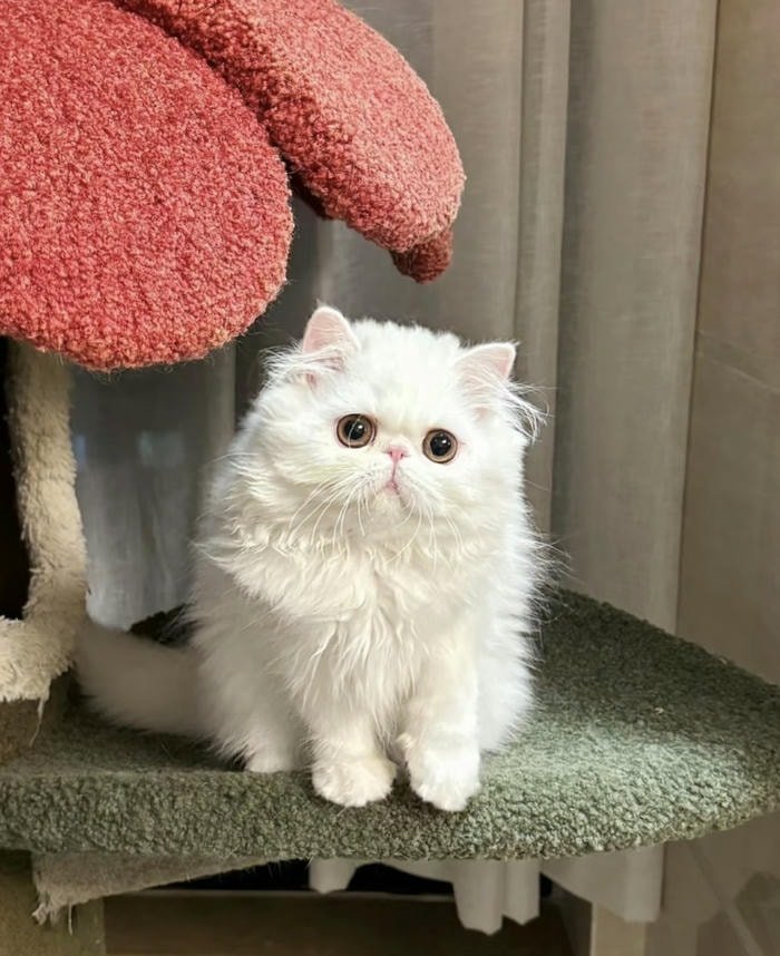 Ảnh avatar mèo mặt tròn dễ nhìn