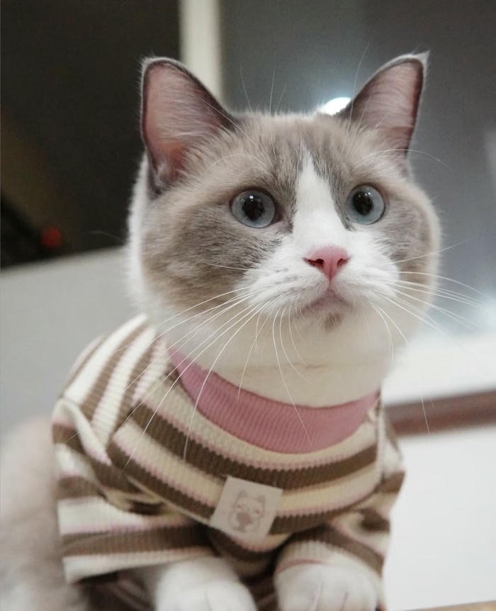 Ảnh avatar mèo mặt tròn dễ thương