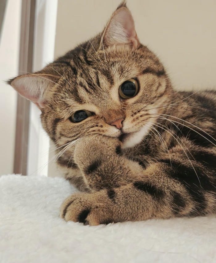 Ảnh avatar mèo mặt tròn đơn giản