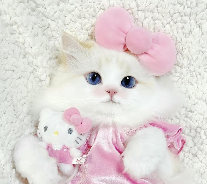 Ảnh avatar mèo mặt tròn màu sáng