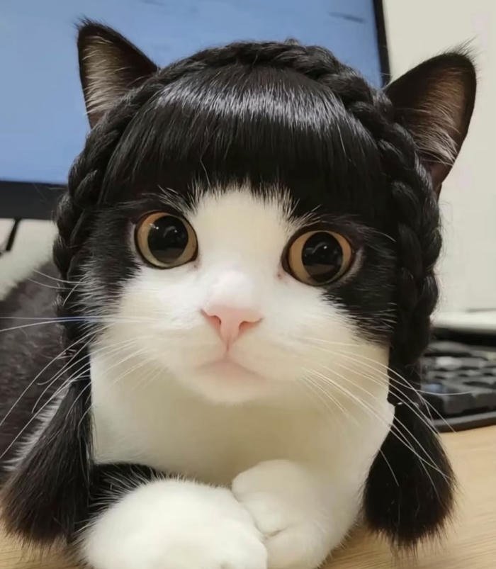 Ảnh avatar mèo mặt tròn phong cách