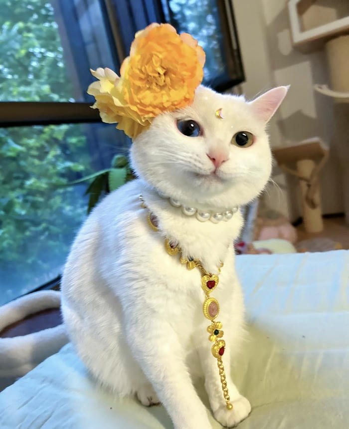 Ảnh avatar mèo mặt tròn thân thiện