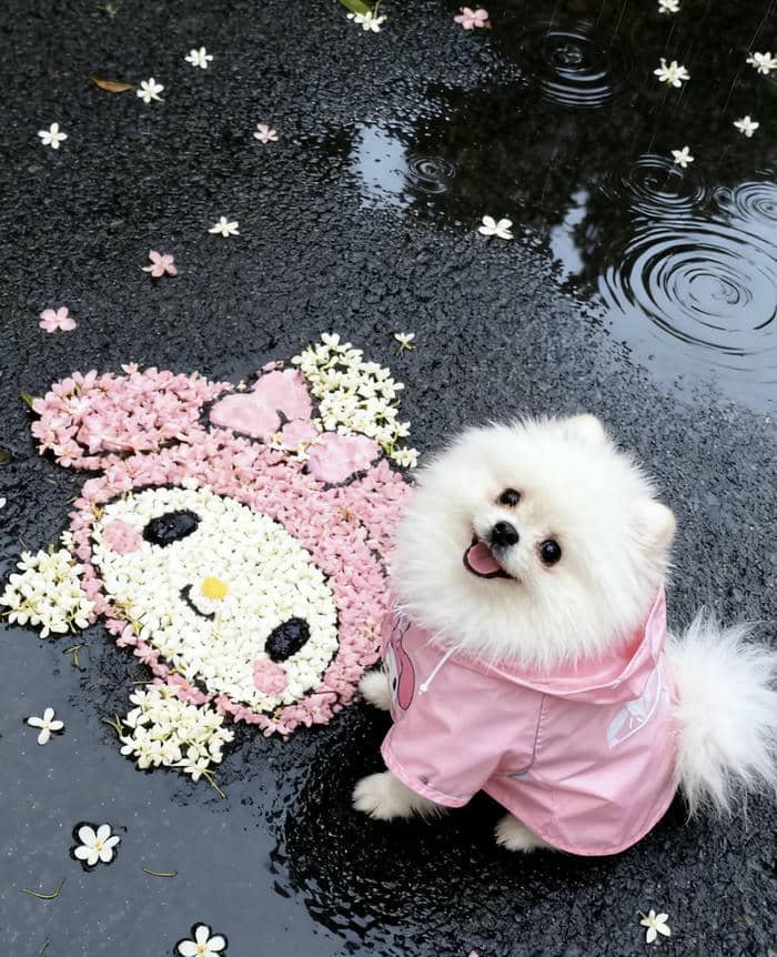 Ảnh avatar thú cưng cute dễ nhìn