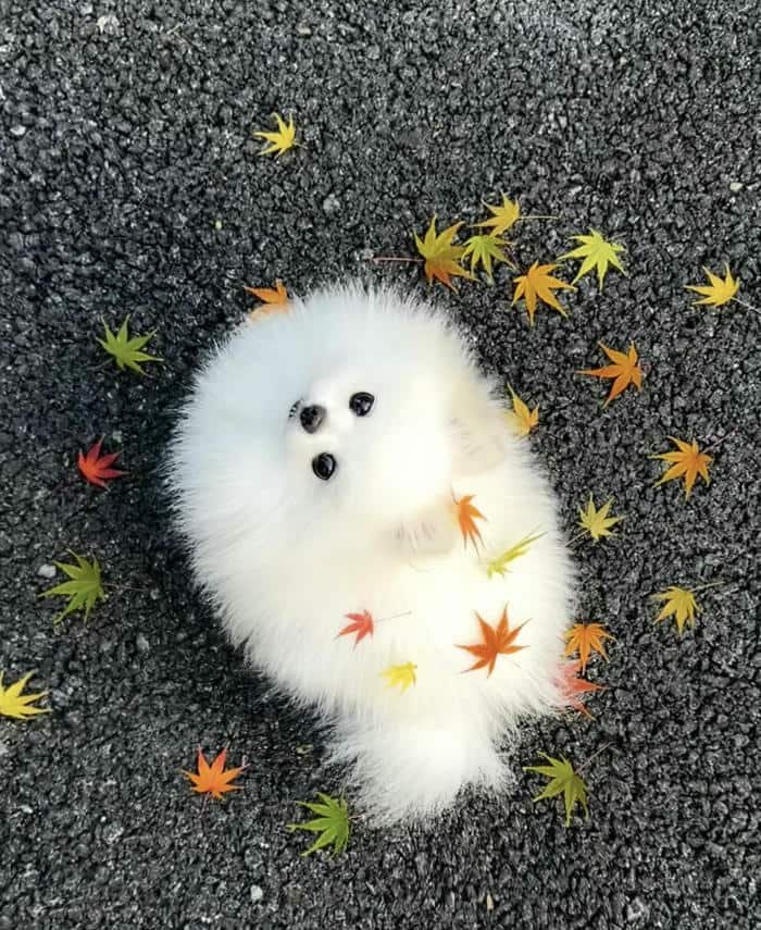 Ảnh avatar thú cưng cute hình tròn