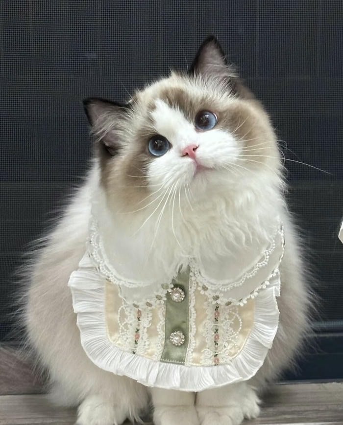 Ảnh avatar thú cưng cute màu tươi