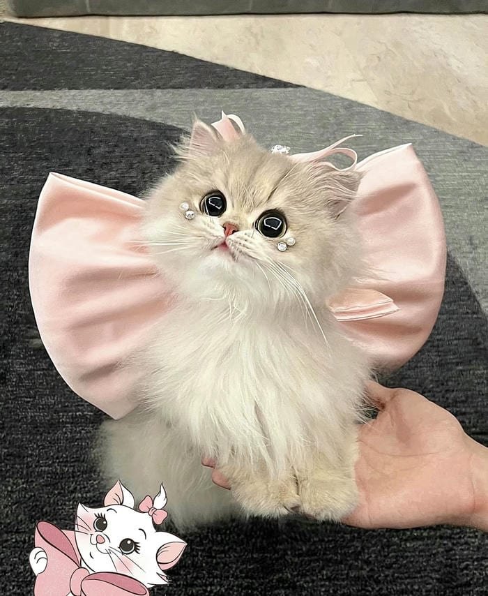 Ảnh avatar thú cưng cute nhẹ nhàng