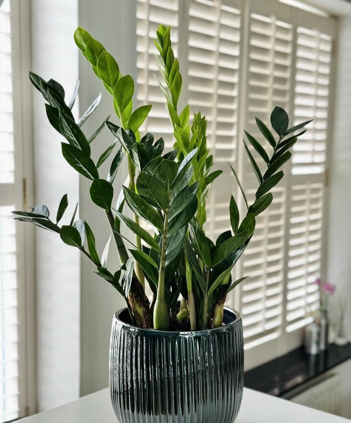 Ảnh cây kim tiền phong thủy tươi xanh