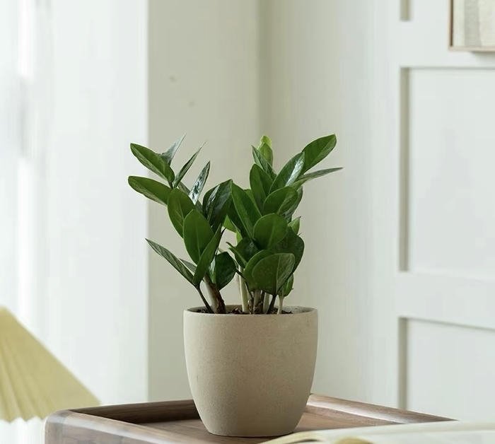 Ảnh cây kim tiền phong thuỷ tươi