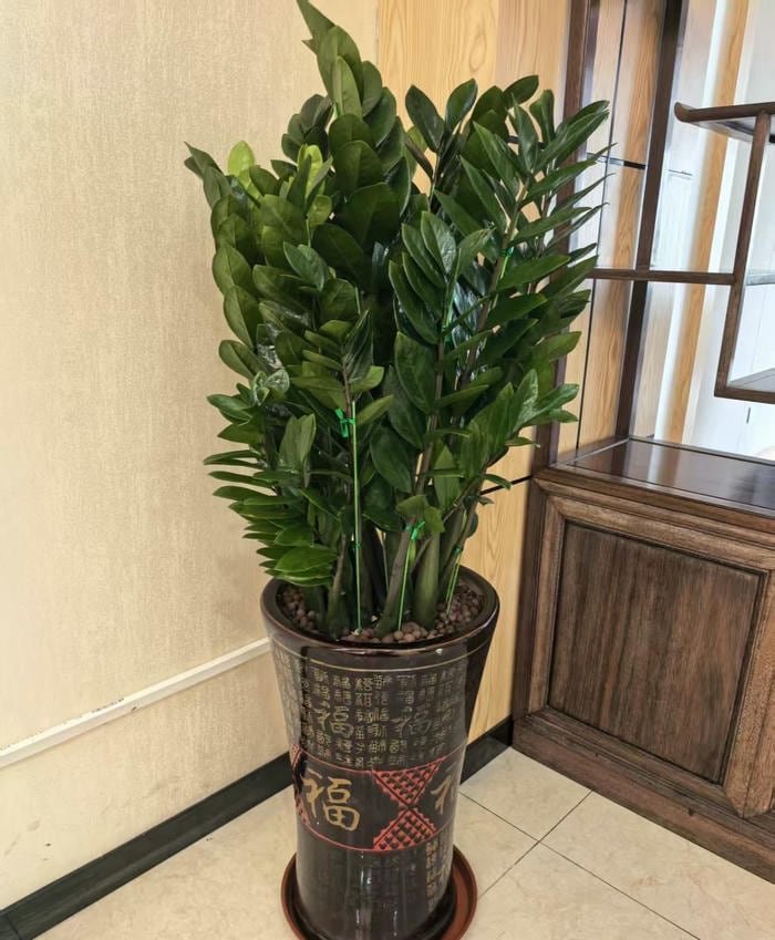 Ảnh chậu kim tiền phong thuỷ nhẹ nhàng