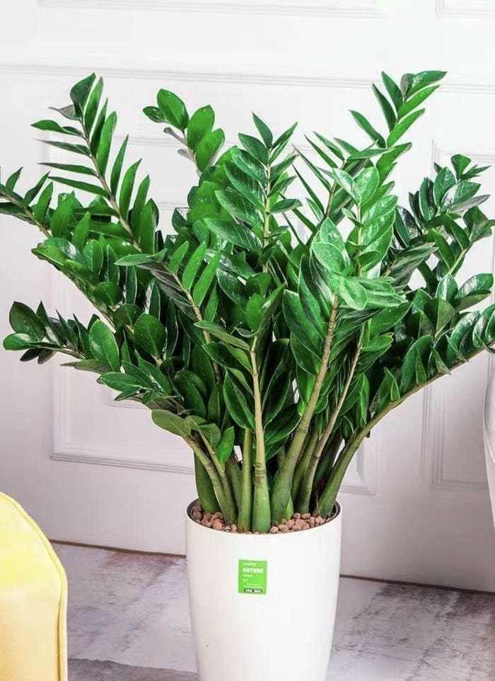 Ảnh chậu kim tiền phong thuỷ sáng