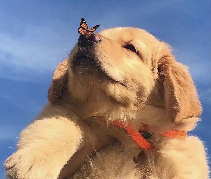 Ảnh đại diện chó đáng yêu dễ thương