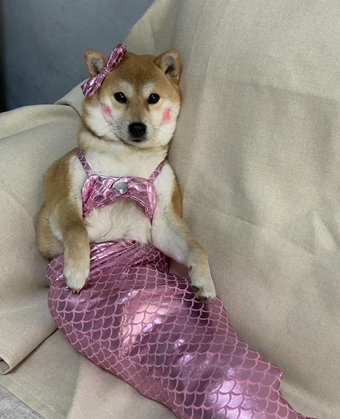 Ảnh đại diện chó đáng yêu phong cách