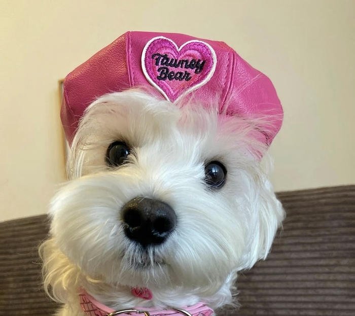 Ảnh đại diện chó đáng yêu thân thiện