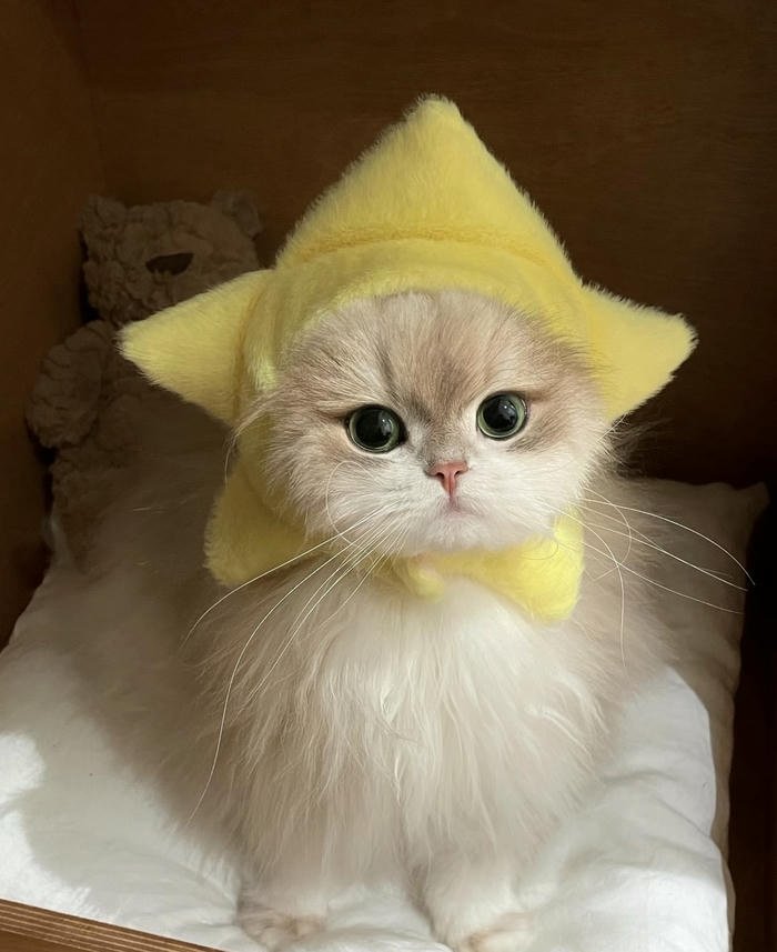 Ảnh đại diện thú cưng cute dễ thương