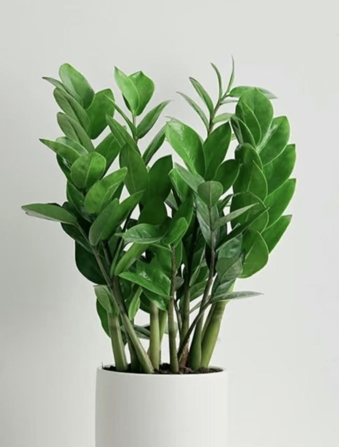 Ảnh kim tiền phong thuỷ thịnh vượng