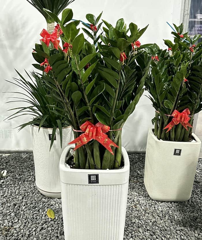 Ảnh kim tiền phong thuỷ tươi tốt thu lộc