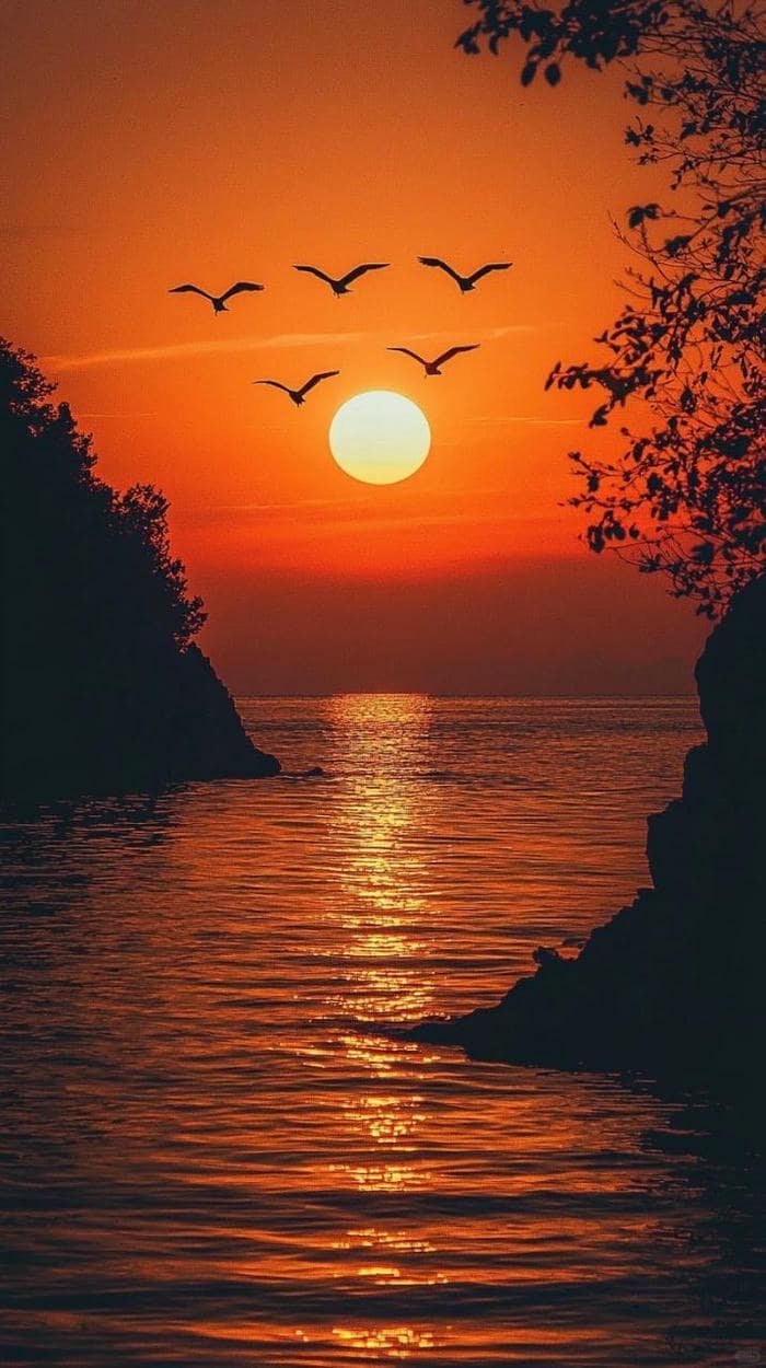 Ảnh nền chim trời sắc nét không gian