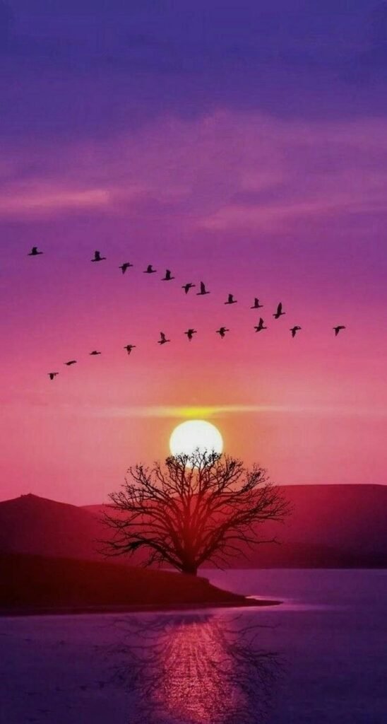 Ảnh nền chim trời sắc nét sinh động