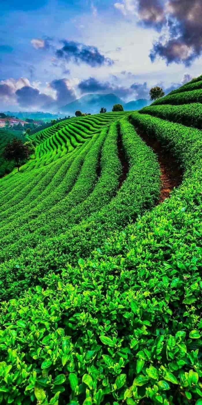 Ảnh nền đồi chè xanh đơn giản
