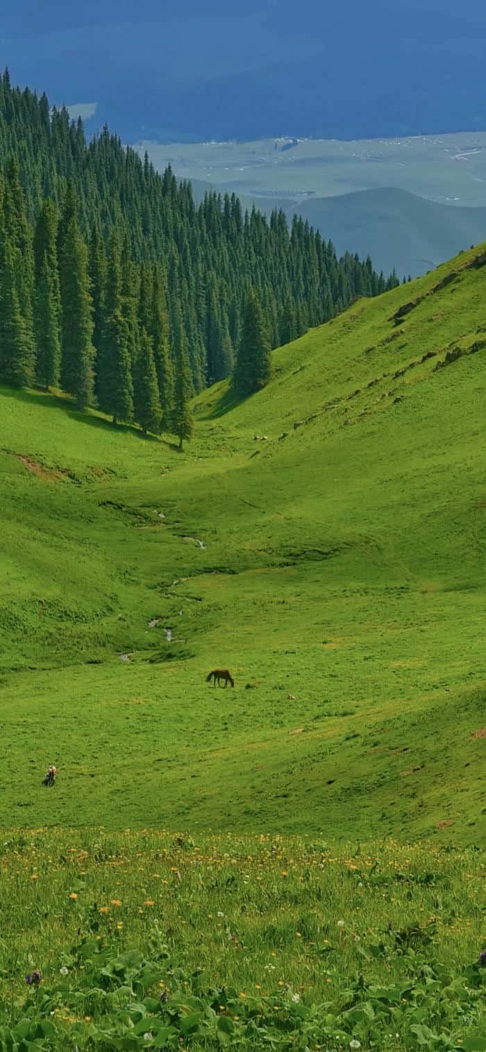 Ảnh nền thảo nguyên xanh lá cây