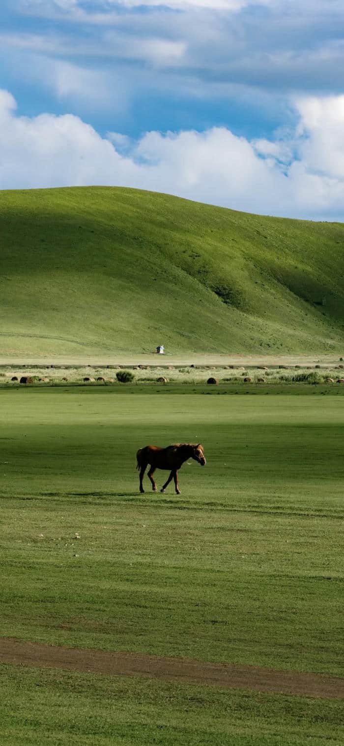 Ảnh nền thảo nguyên xanh mát