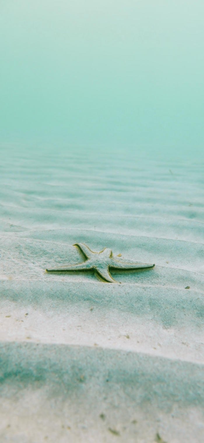 Ảnh nền xanh ngọc nhẹ nhàng đáy biển