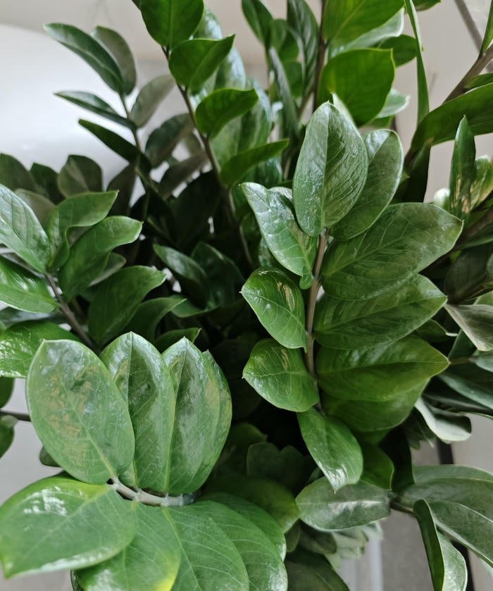 Ảnh phong thuỷ kim tiền hợp mệnh