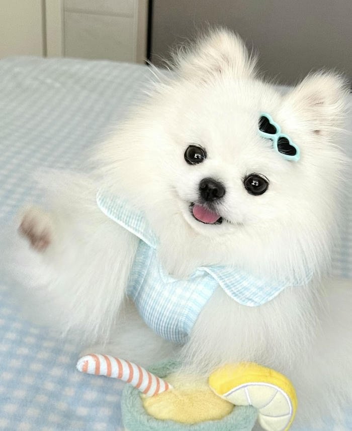 Avatar chó đáng yêu biểu cảm thân thiện