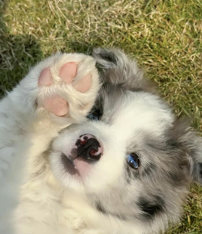 Avatar chó đáng yêu dùng làm đại diện