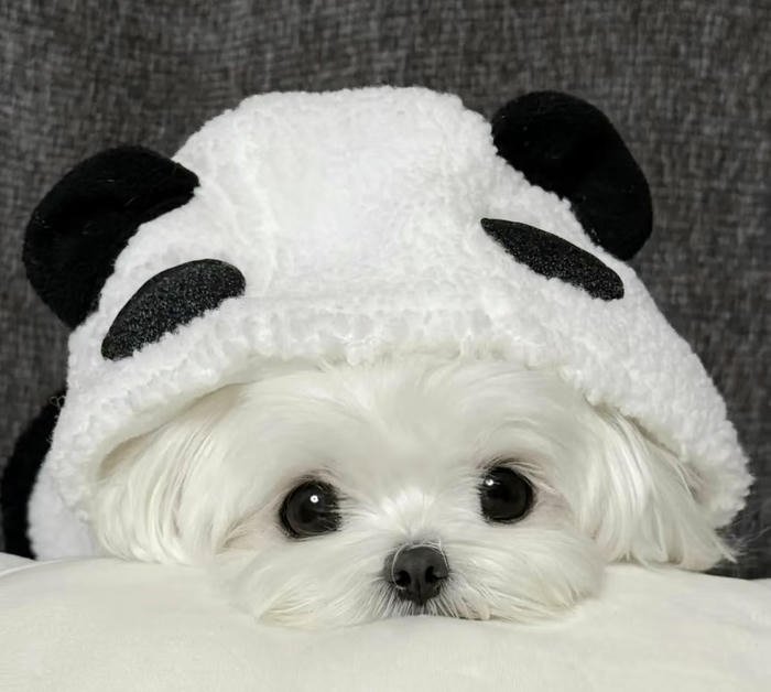 Avatar chó đáng yêu màu sắc tươi