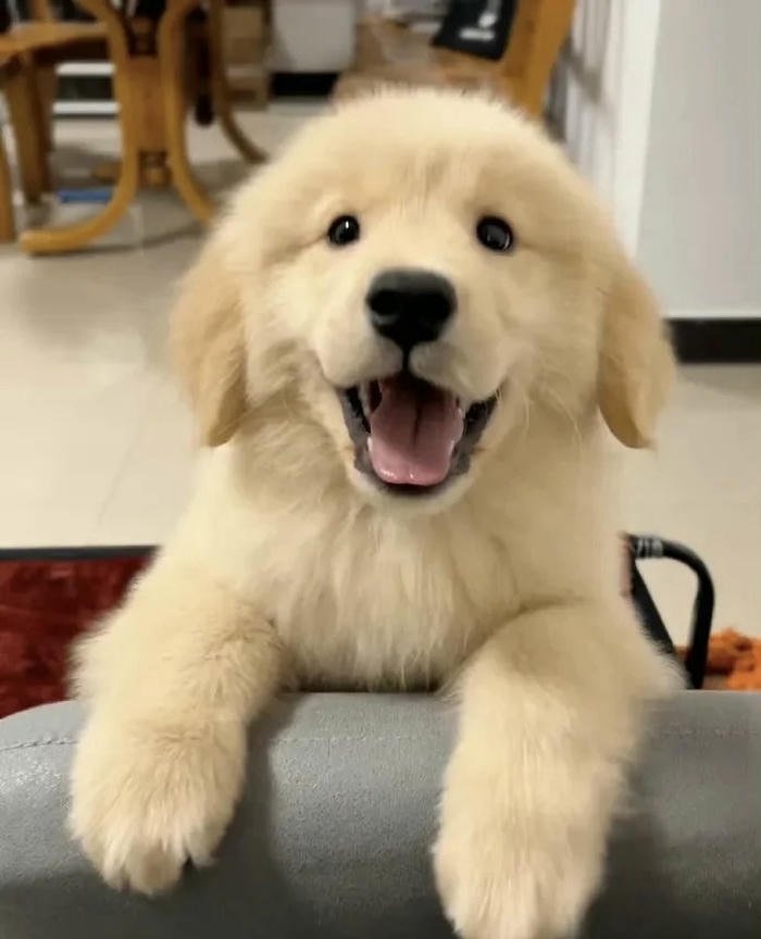 Avatar chó đáng yêu nhìn rất vui