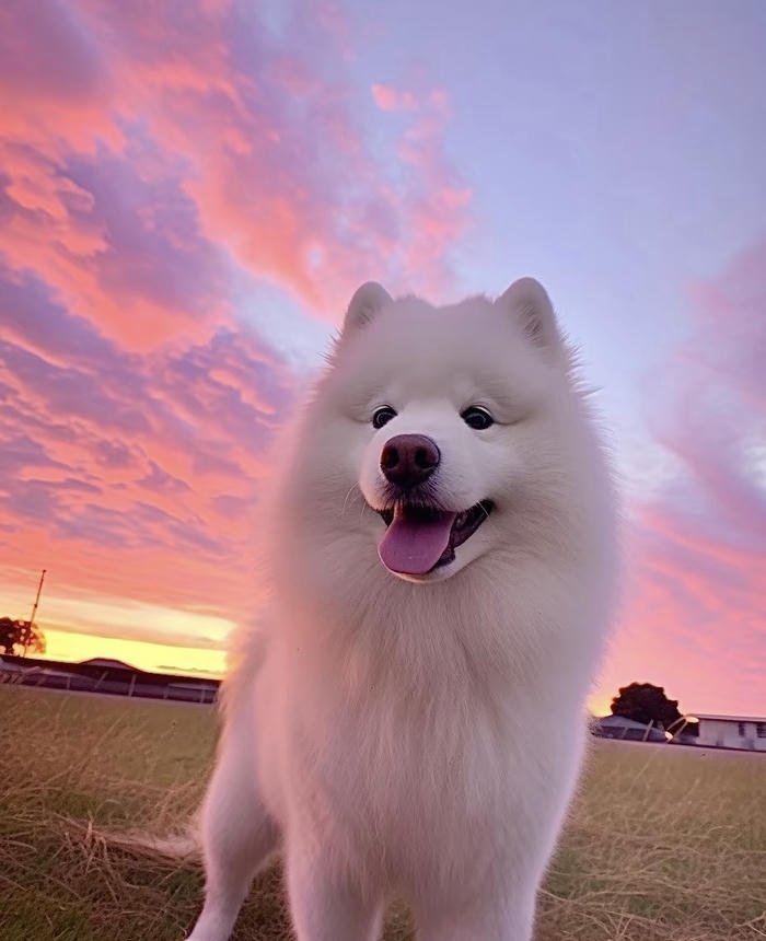 Avatar chó đáng yêu nhìn rất yêu