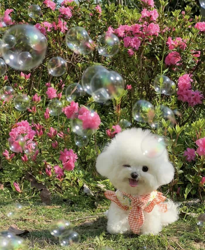 Avatar chó đáng yêu phong cách hoạt hình