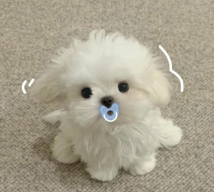 Avatar chó đáng yêu phong cách trẻ