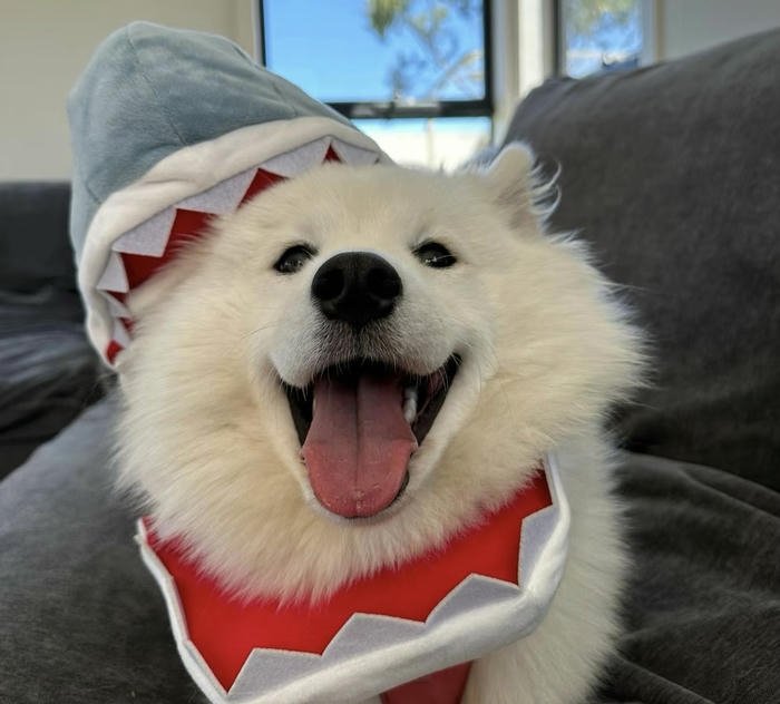 Avatar chó đáng yêu thiết kế đơn giản