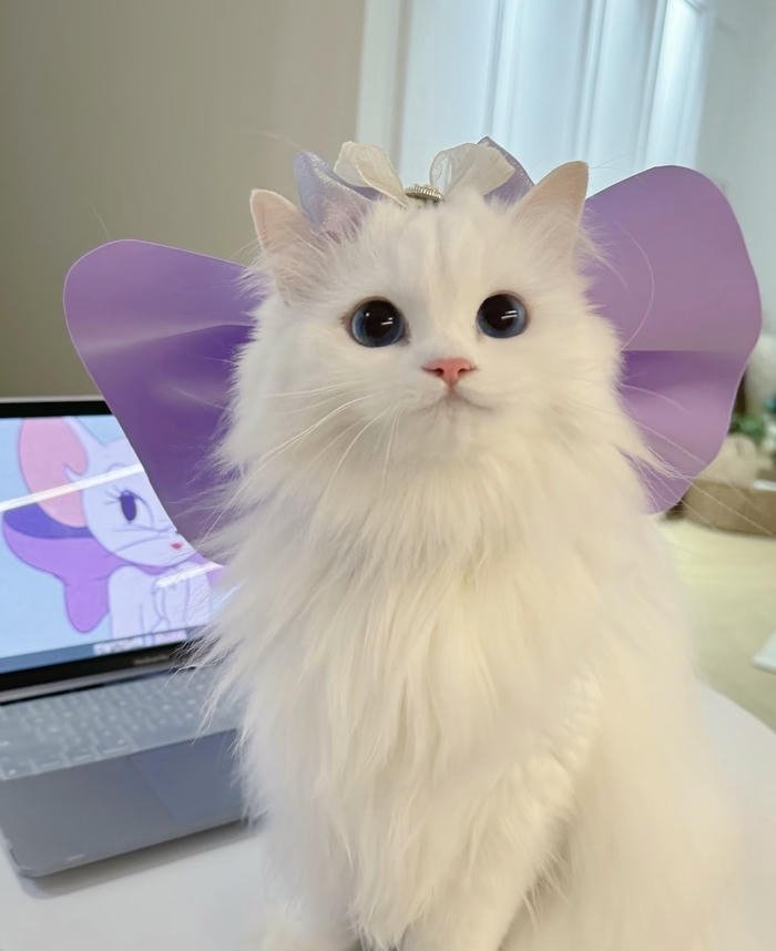 Avatar con vật dễ thương dùng mạng xã hội