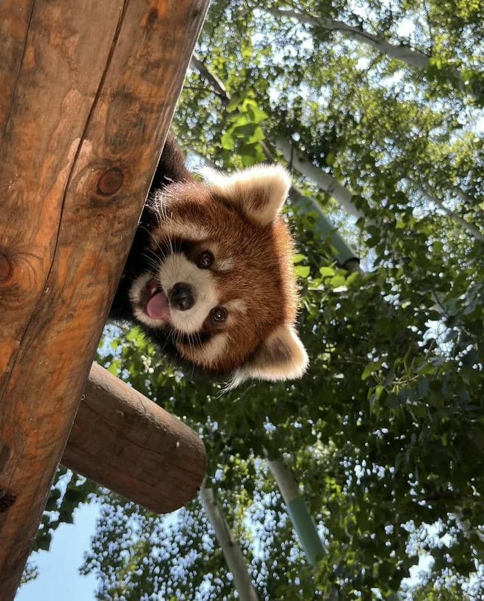 Avatar con vật dễ thương làm ảnh đại diện