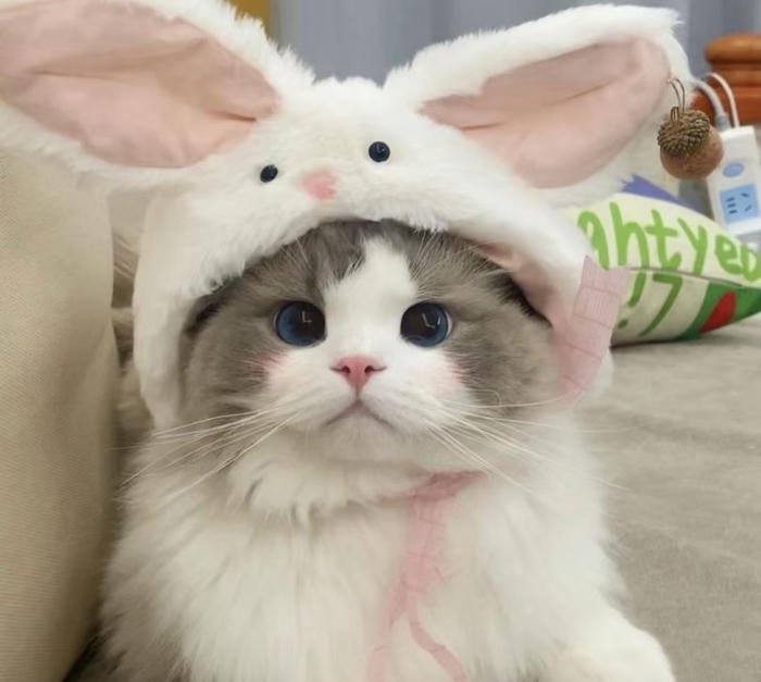 Avatar con vật dễ thương phong cách hoạt hình