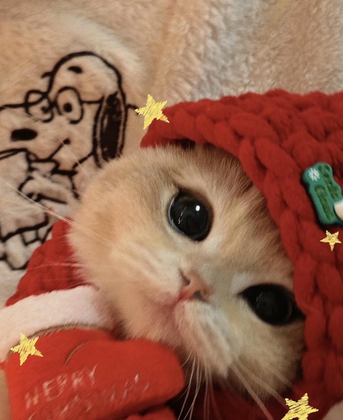 Avatar con vật dễ thương tạo thiện cảm