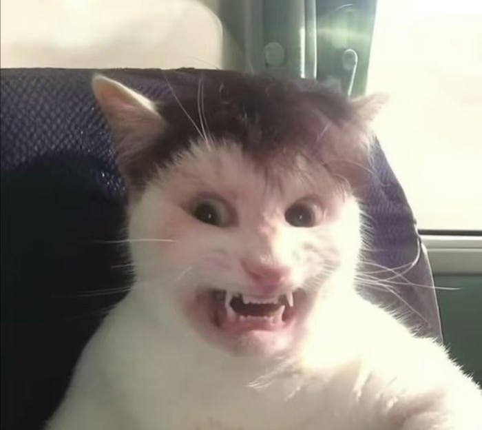 Avatar meme vui nhộn đơn giản dễ hiểu