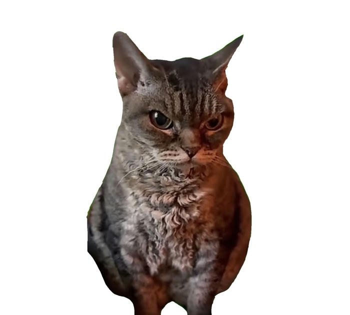 Avatar meme vui nhộn phong cách hài