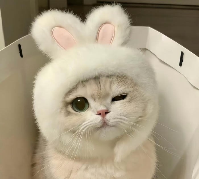 Avatar mèo mặt tròn dễ thương đáng yêu