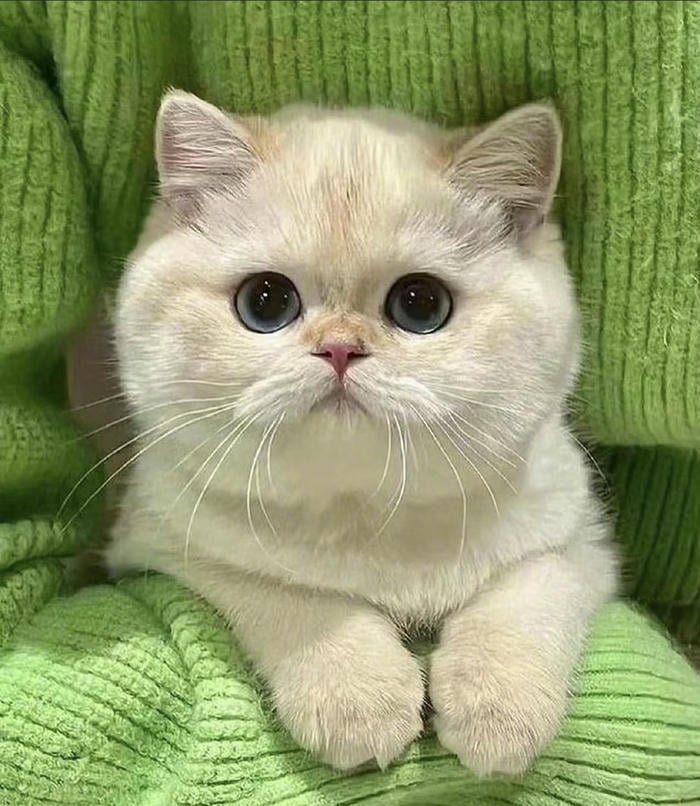 Avatar mèo mặt tròn dễ thương hoạt hình