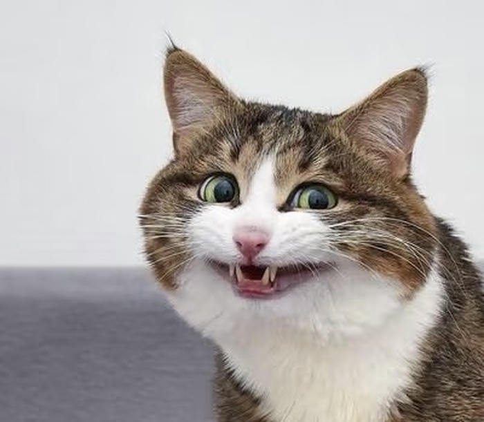 Avatar mèo mặt tròn phong cách trẻ