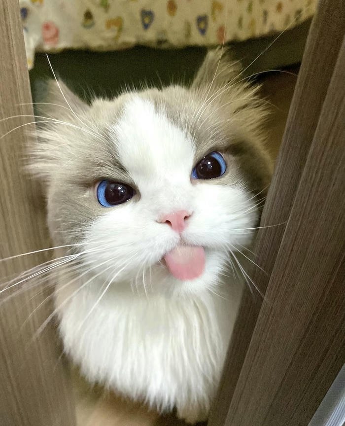 Avatar mèo mặt tròn phù hợp mạng xã hội