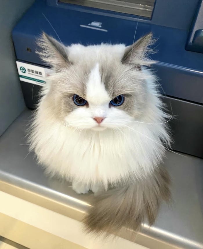 Avatar thú cưng cute biểu cảm đáng yêu