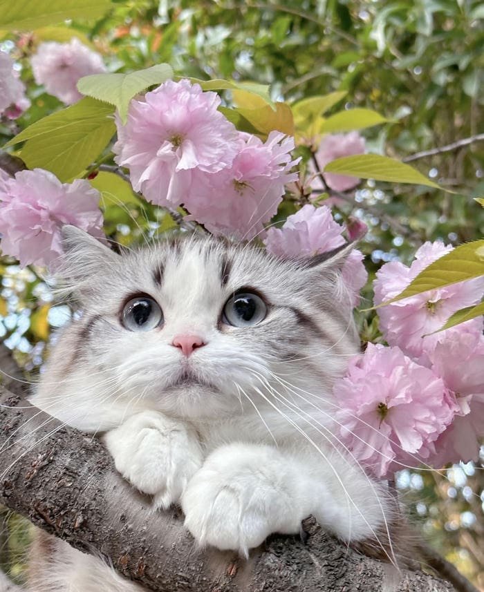 Avatar thú cưng cute dùng làm đại diện