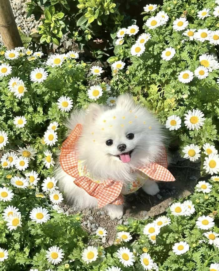 Avatar thú cưng cute phong cách dễ thương