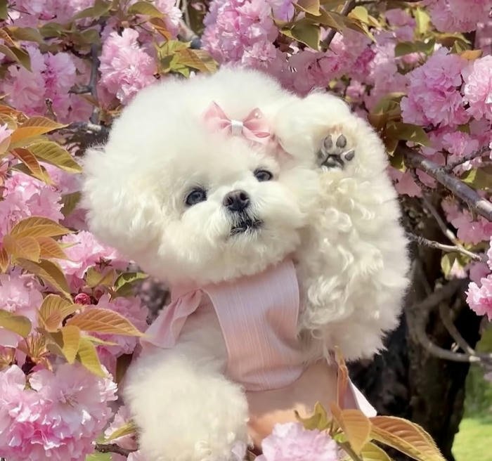 Avatar thú cưng đáng yêu thích mắt